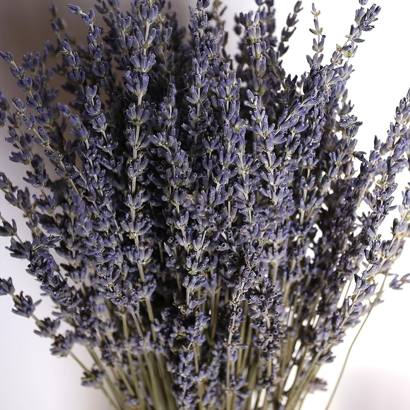 Two Bunches of Dried Lavender, Completely Fresh And Natural, Perfect for Bathroom Photo Props, Crafts, And Decoration. Each Bunch Measures 15-17 Inches, Ideal for Shower, Wedding Vase Decor, And Home Fragrance, Totaling 200-220 Stems (100G/3.5Oz)