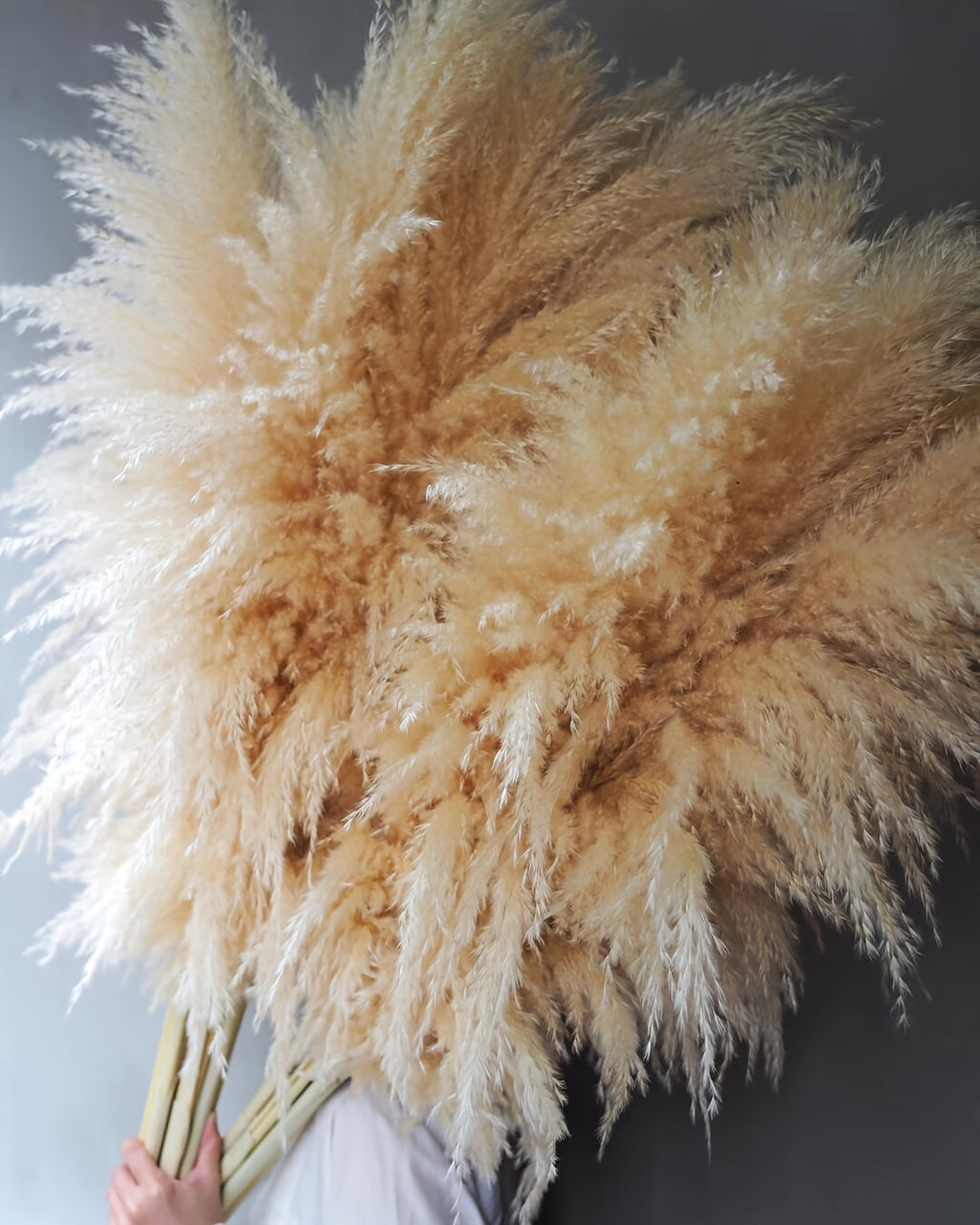 45 Inch Pampas Grass Stalks, 10-Piece Natural Decorative Stem Set for Tall Floor Vases, Living Room Displays, Boho Home Styling and Woven Wall Arrangements