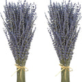 Dried Lavender Bouquet Pair, 200-220 Light Purple Stems in Two 15-17 Inch Bunches for Wedding Vase Decor, Bathroom Styling, Crafts and Photo Props