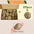 Rose of Jericho Dried Plants, 20-Piece Selaginella Lepidophylla Botanical Set for Natural Home Decor, Meditation Spaces and Thoughtful Spiritual Gifts